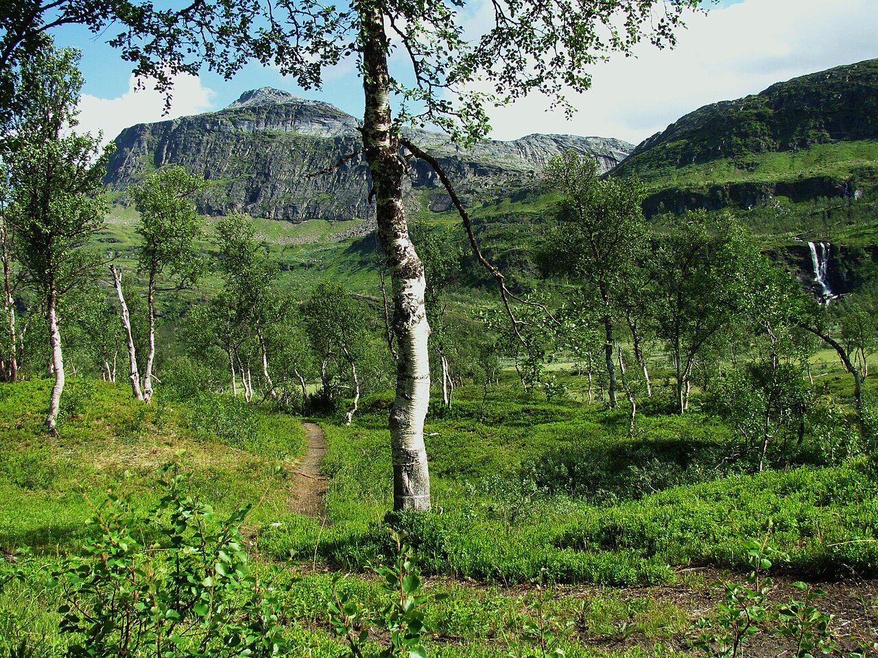 Bjørkeskog med et fossefall i fjellsiden bak