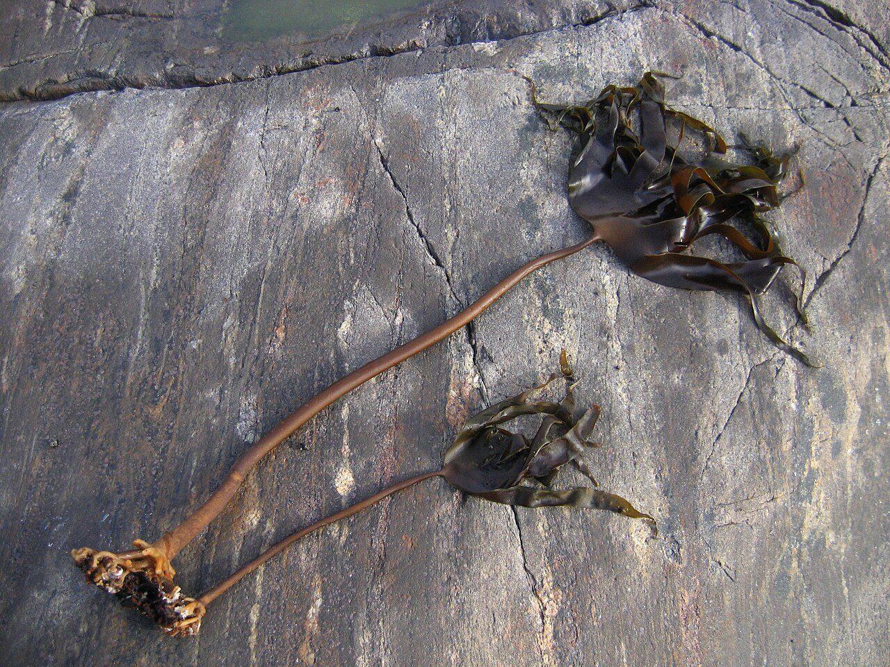Stortare med stilk og blad, skylt opp på et svaberg