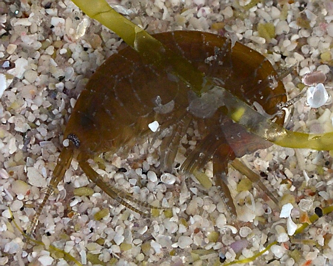 Tangloppe på grov sand